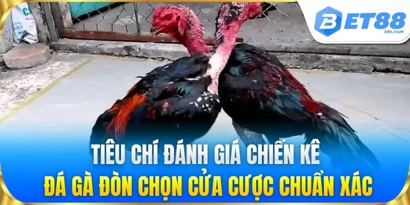 Tiêu chí đánh giá chiến kê đá gà đòn chọn cửa cược chuẩn xác